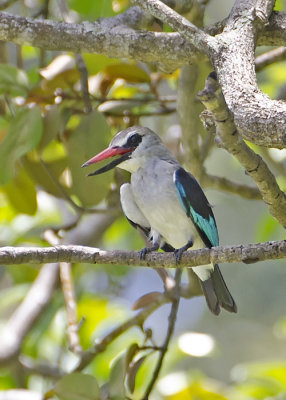 Woodland Kingfisher.jpg