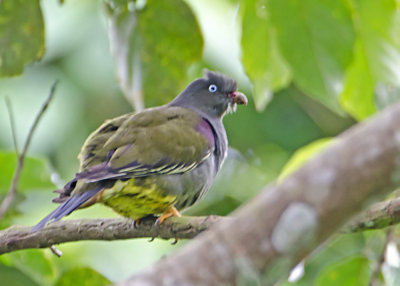 Sao Tome Green Pigeon.jpg