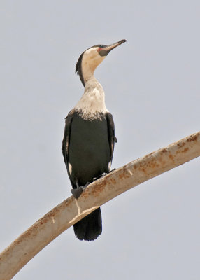 White-breasted Cormorant.jpg