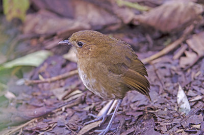 Brown-banded Antpitta (E)