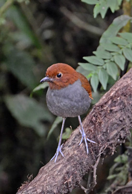 Bicolored Antpitta