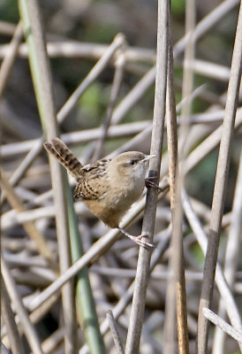 Apolinar's Wren