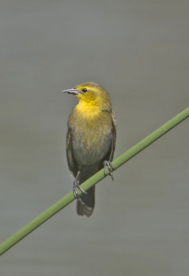 Yelow-hooded Blackbird (F)