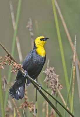 Yelow-hooded Blackbird