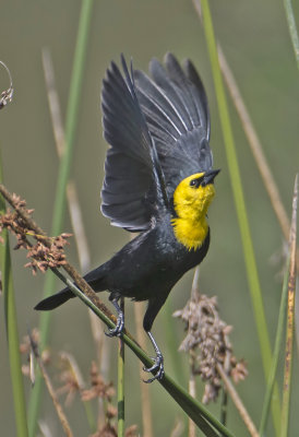 Yelow-hooded Blackbird