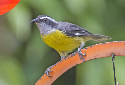 Bananaquit