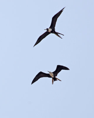 Magnificent Frigatebird