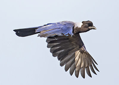 VIOLACEOUS JAY