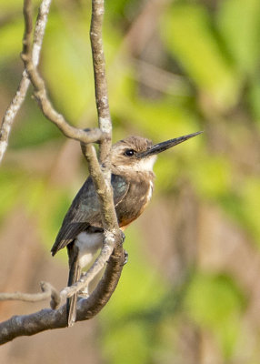 PALE-HEADED JACAMAR