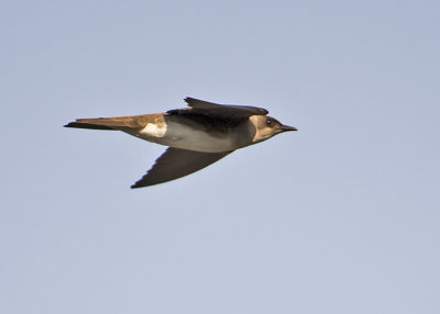 Brown-chested Martin