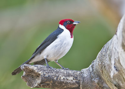 RED-CAPPED CARDINAL