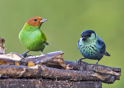 BAY-HEADED TANAGER WITH BLUE-GREY TANAGER