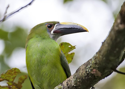 EMERALD TOUCANET