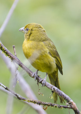 HEPATIC TANAGER (F)