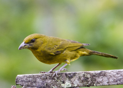 HEPTATIC TANAGER (F)