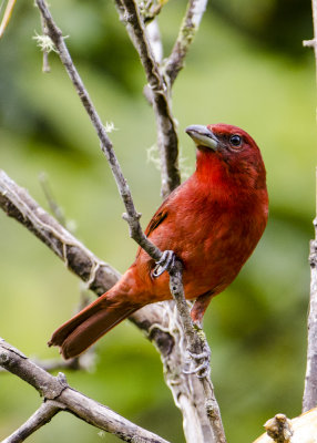 HEPATIC TANAGER