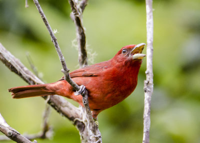 HEPATIC TANAGER