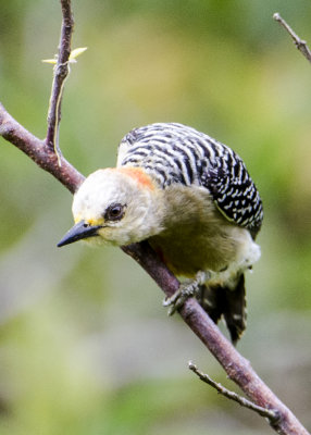 RED-CROWNED WOODPECKER