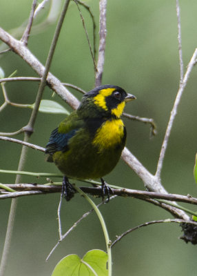 GOLD-RINGED TANAGER (E)