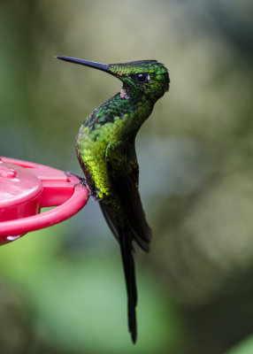 Hummingbirds