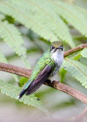 BOOTED RAQUET-TAIL (F)