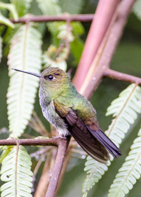 GREENISH PUFFLEG