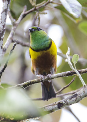 CHESTNUT-BREASTED CHLOROPHONIA