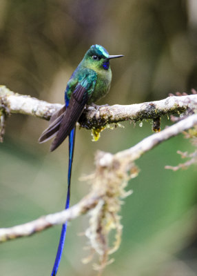 VIOLET-TAILED SYLPH