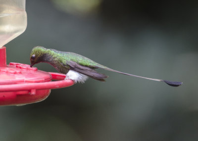 BOOTED RAQUET TAIL