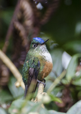 VIOLET-TAILED SYLPH F