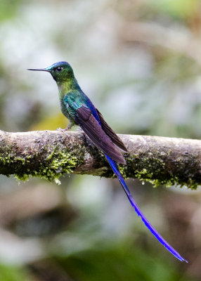 VIOLET-TAILED SYLPH