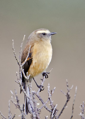 Brown-backed Chat-tyrant