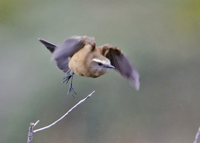 Brown-backed Chat-tyrant