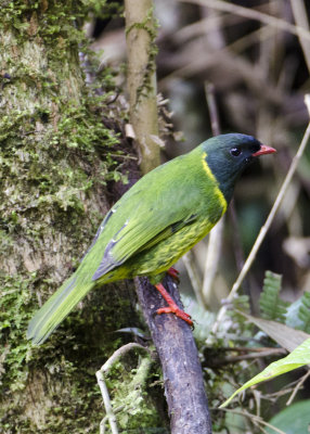 Green-and-black Fruiteater