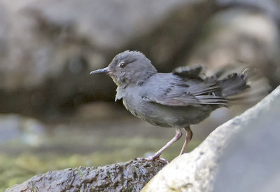 American Dipper