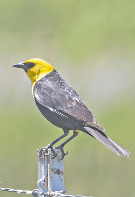 Yellow-headed Blackbird