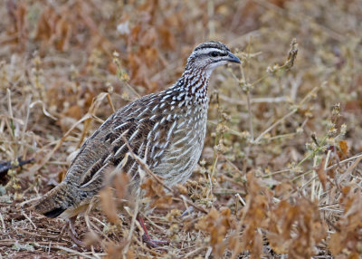Spurfowl and Francolin