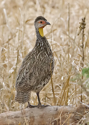 Yellow-necked Spurfowl