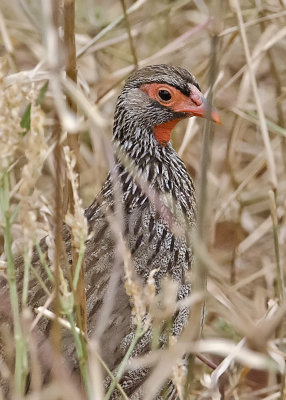 Red-necked Spurfowl