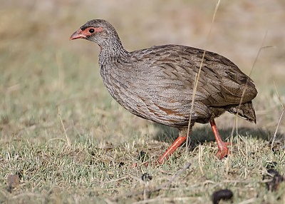  Red-necked Spurfowl
