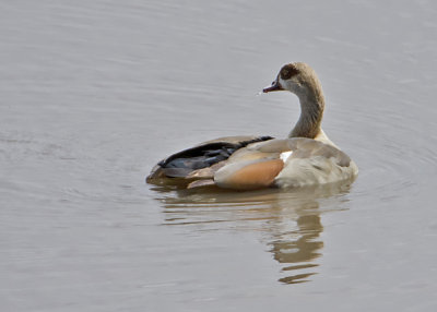 Egyptian goose