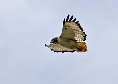 African White-backed Vulture