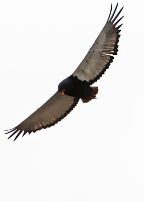 Bateleur