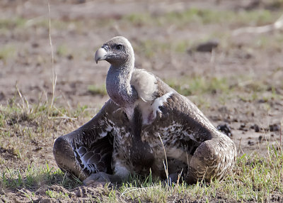 Ruppell's Vulture