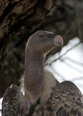 Ruppell's Vulture