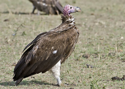 Lappet-faced Vulture