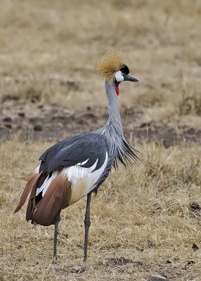 Grey Crowned Crane