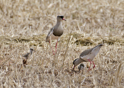 Lapwings and Plovers