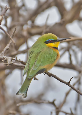 Liittle Bee-eater