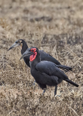 Ground Hornbill